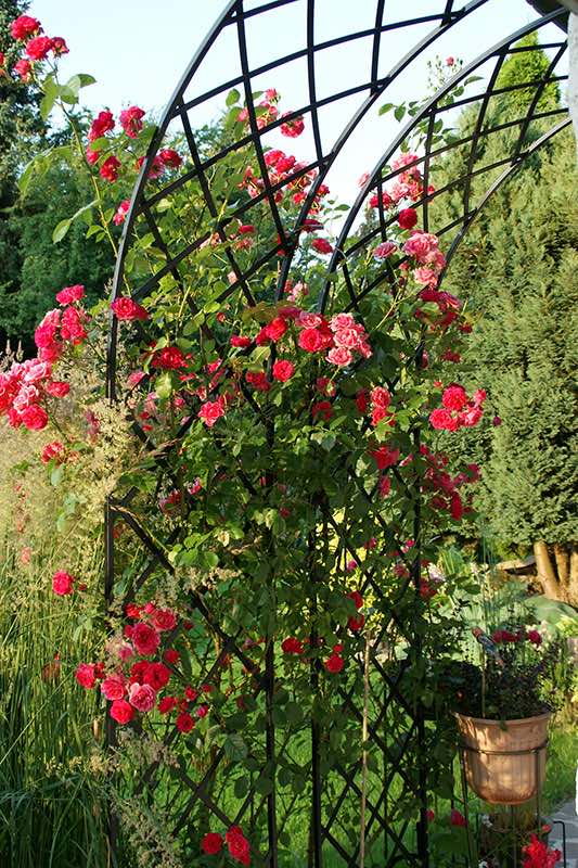 classic-garden-elements-bagatelle-rosenhalbbogen-metall-schwarz-150x260 image 6