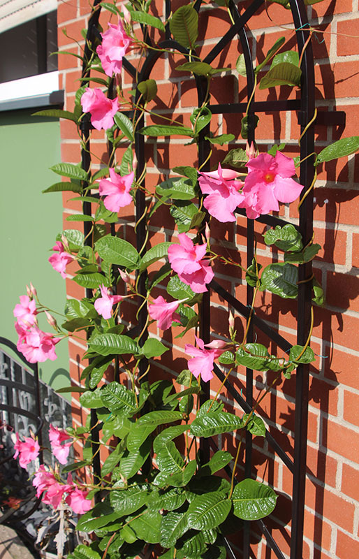 classic-garden-elements-trompe-l-il-rankgitter-wand-schwarz image 4