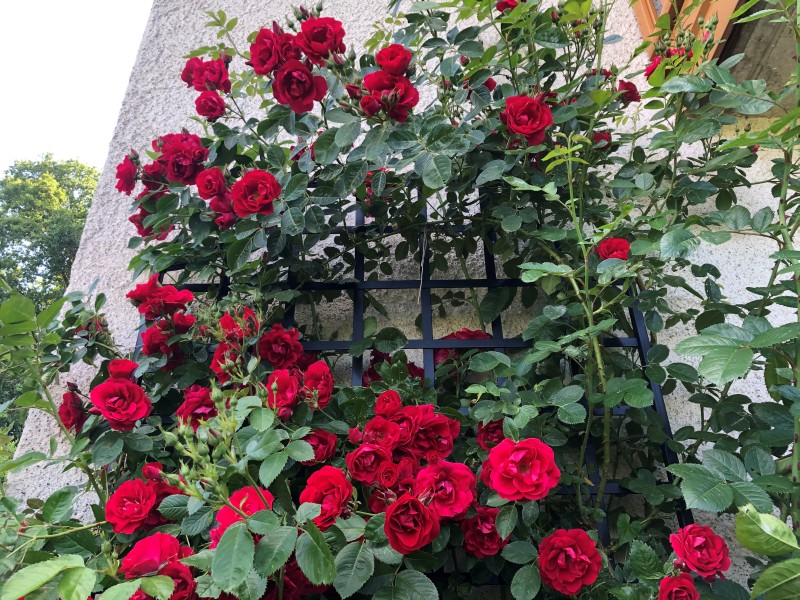 classic-garden-elements-wollaton-wandspalier-metall-100x200 image 6