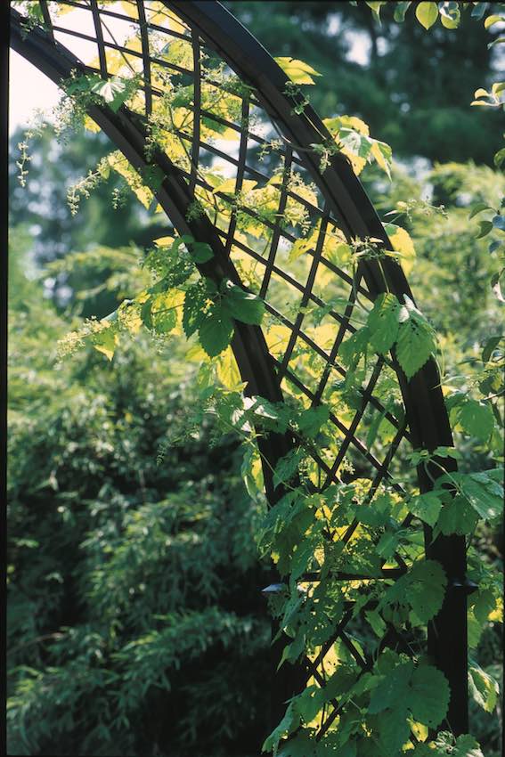 classic-garden-elements-portofino-rosenbogen-metall-152-cm image 5