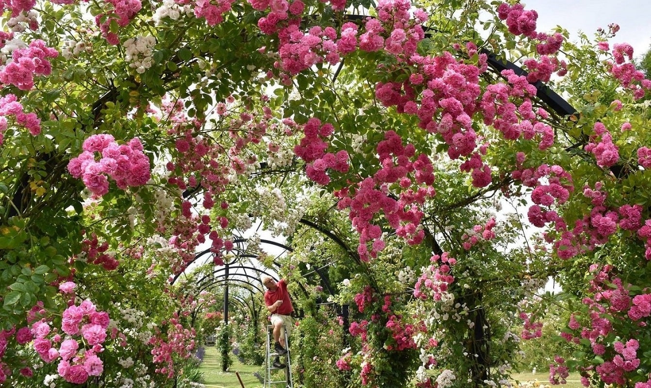 classic-garden-elements-st-albans-laubengang-metall-schwarz image 4