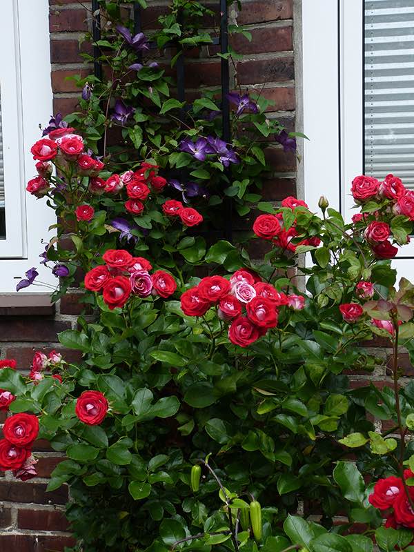 classic-garden-elements-schmales-spalier-schwarz-doppelpack-metall image 4