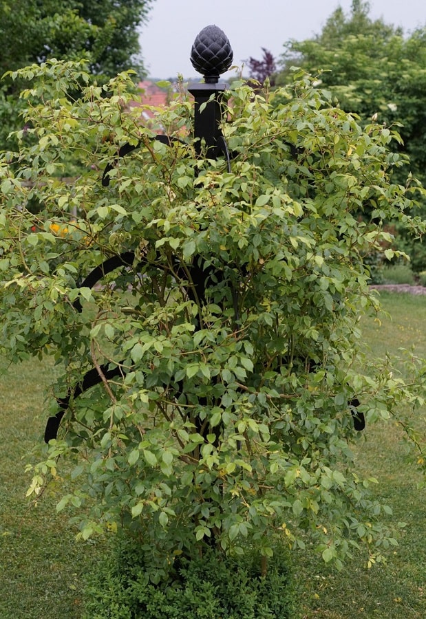 classic-garden-elements-hannibal-rankobelisk-metall-schwarz-220-cm image 8