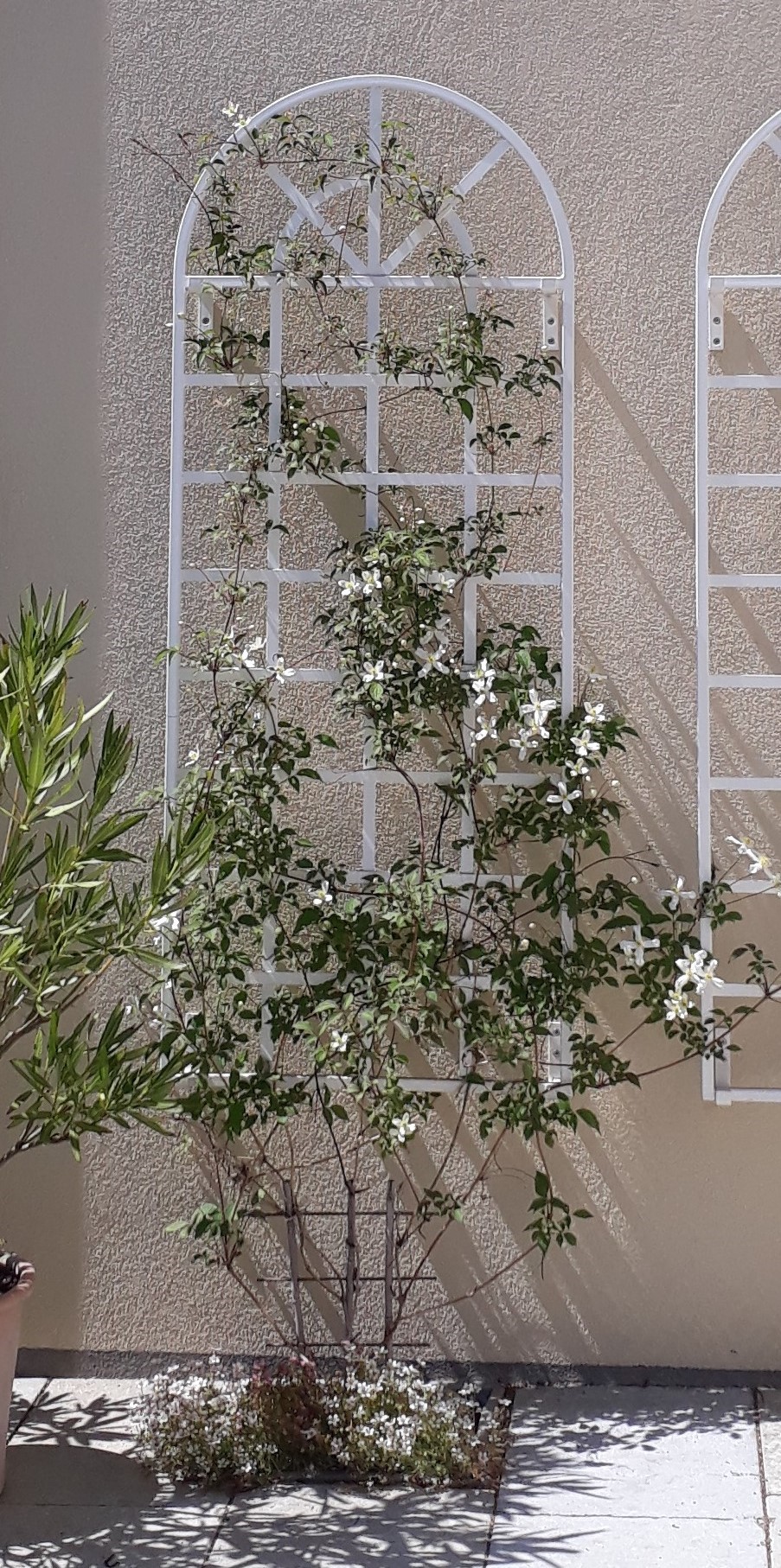 classic-garden-elements-clematis-spalier-wei-173-cm-ral-9016 image 6