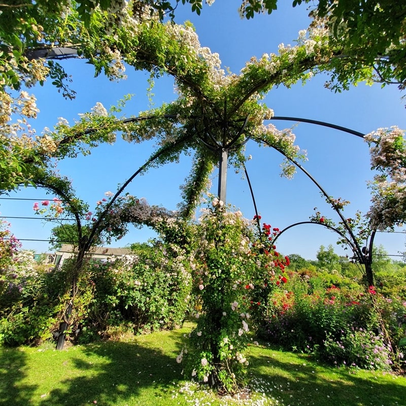 classic-garden-elements-peter-beales-rosenpavillon-metall-schwarz-kuppel image 8