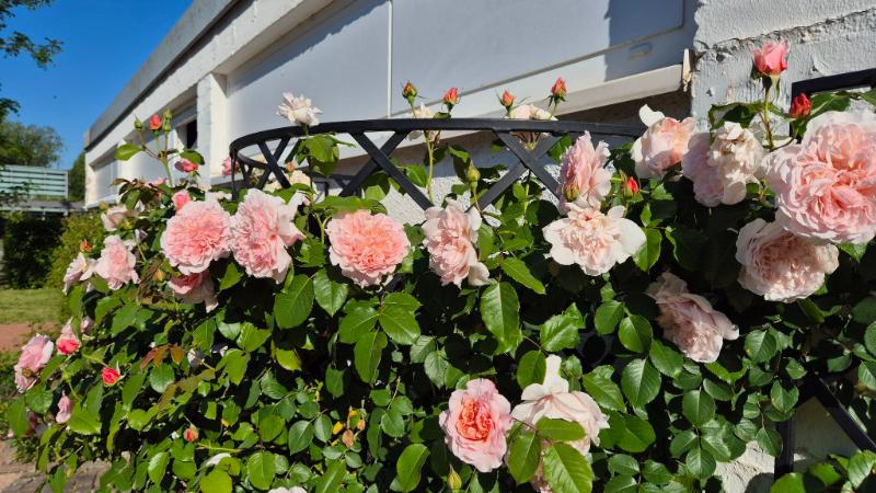 classic-garden-elements-exedra-wandgitter-halbrund-schwarz image 6