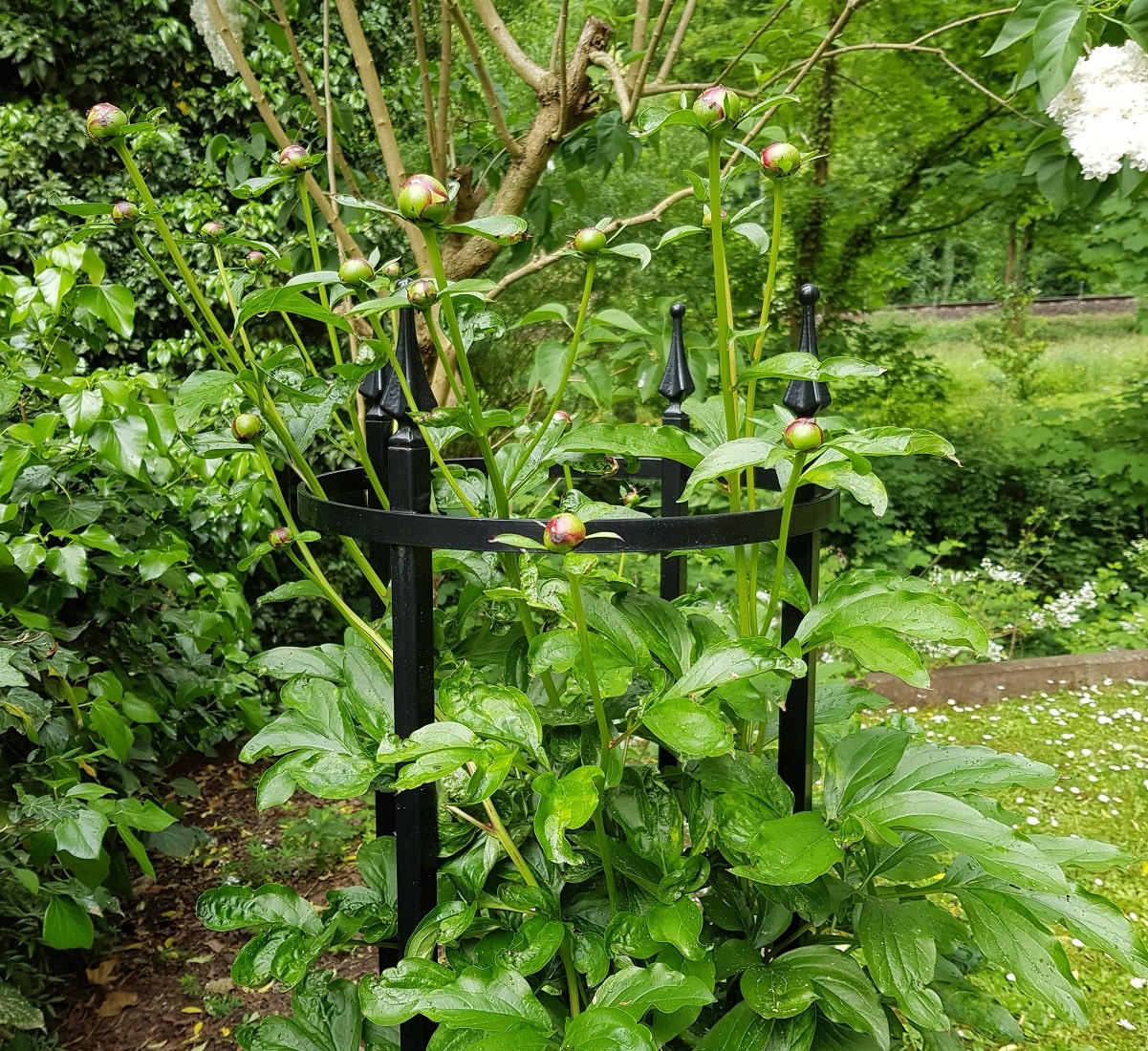 classic-garden-elements-rudolf-geschwind-rosenst-tze-staudenhalter-schwarz image 6