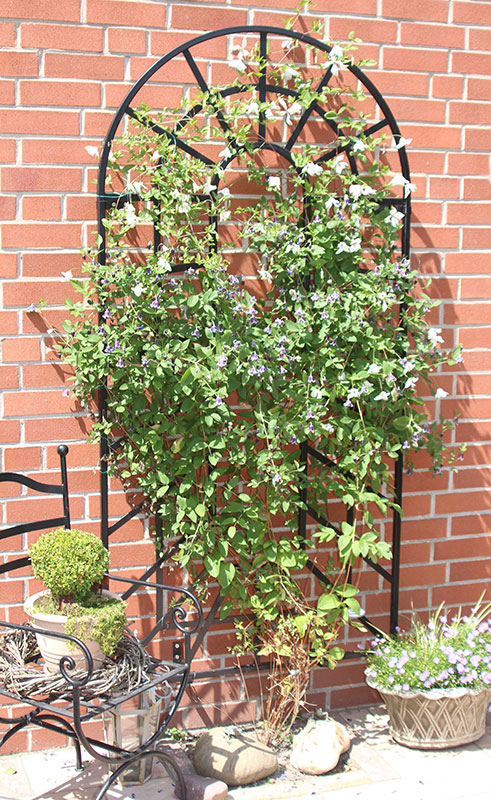 classic-garden-elements-trompe-l-il-rankgitter-wand-schwarz image 2