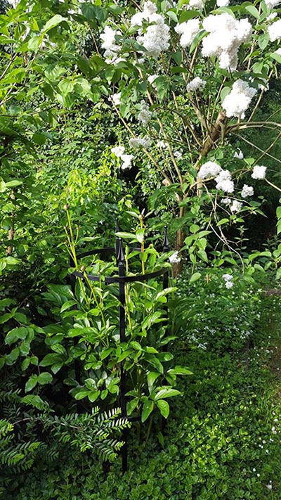 classic-garden-elements-rudolf-geschwind-rosenst-tze-staudenhalter-schwarz image 4