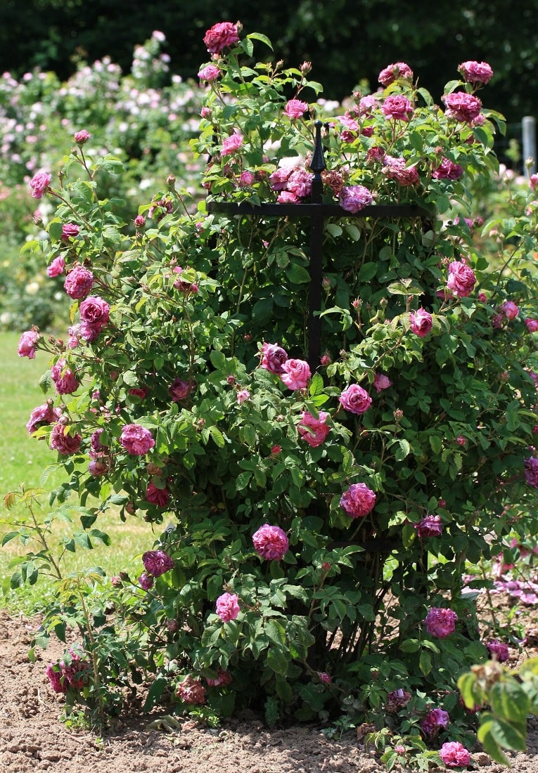 classic-garden-elements-rudolf-geschwind-rosenst-tze-staudenhalter-schwarz image 1