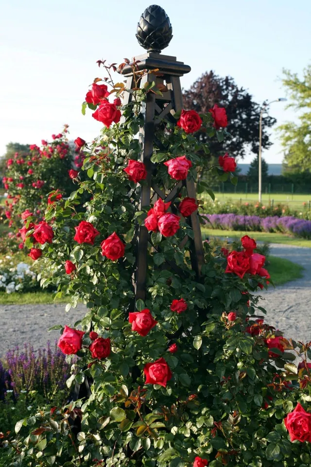 classic-garden-elements-malmaison-rosenpyramide-rankobelisk-metall image 1