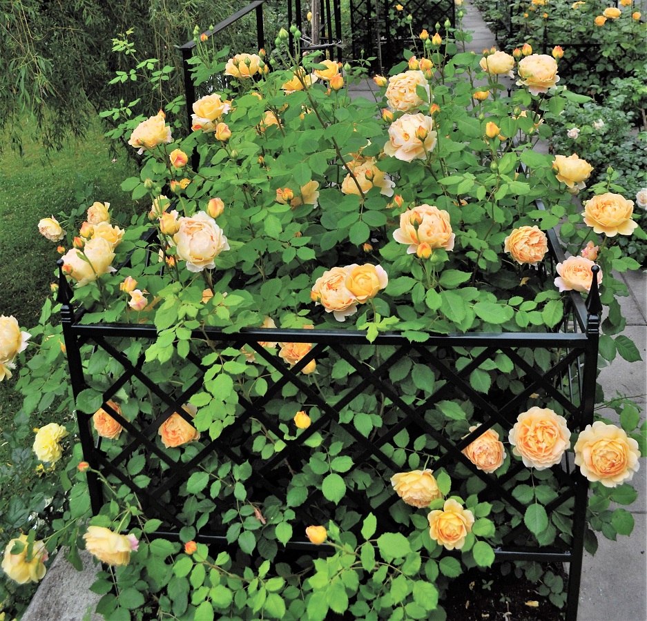 classic-garden-elements-z-rich-beeteinfassung-metall-schwarz-100-cm image 1