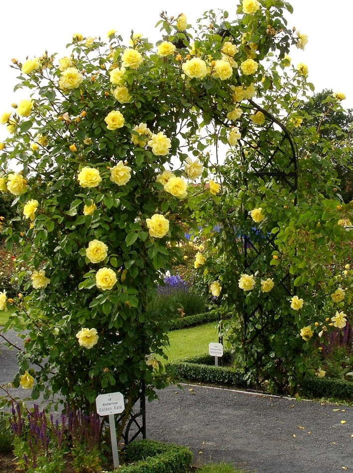 classic-garden-elements-kiftsgate-rosenbogen-metall-schwarz image 3