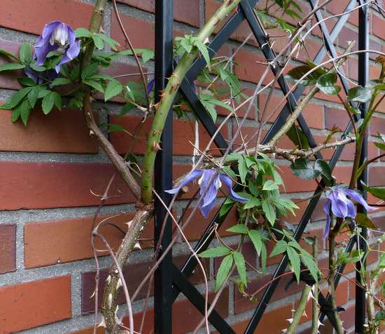classic-garden-elements-rankgitter-wei-metall-duo-180-cm image 8