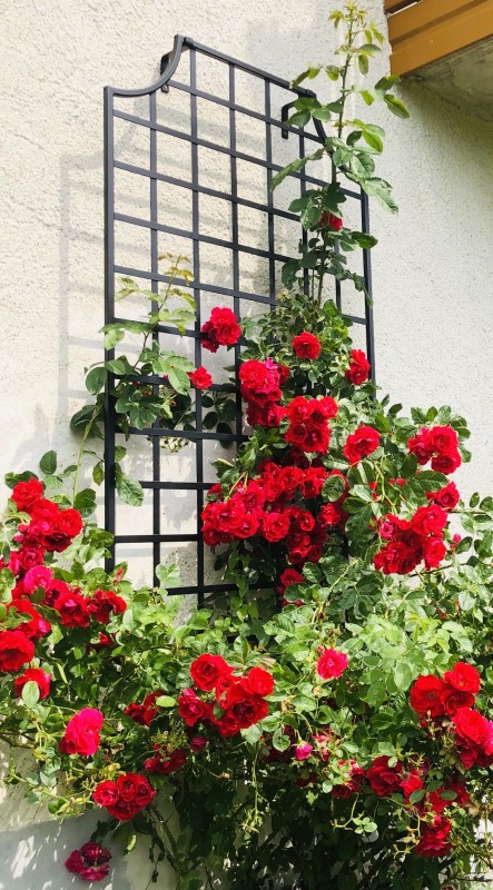 classic-garden-elements-wollaton-wandspalier-metall-100x200 image 5