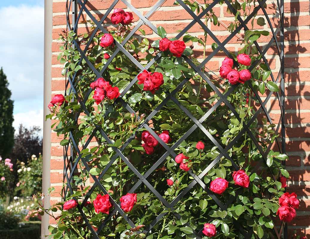 classic-garden-elements-exedra-wandgitter-halbrund-schwarz image 3