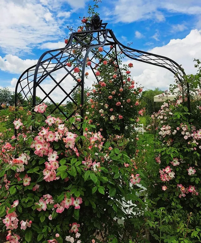 classic-garden-elements-kiftsgate-rosenpavillon-metall-rund-250-cm image 1