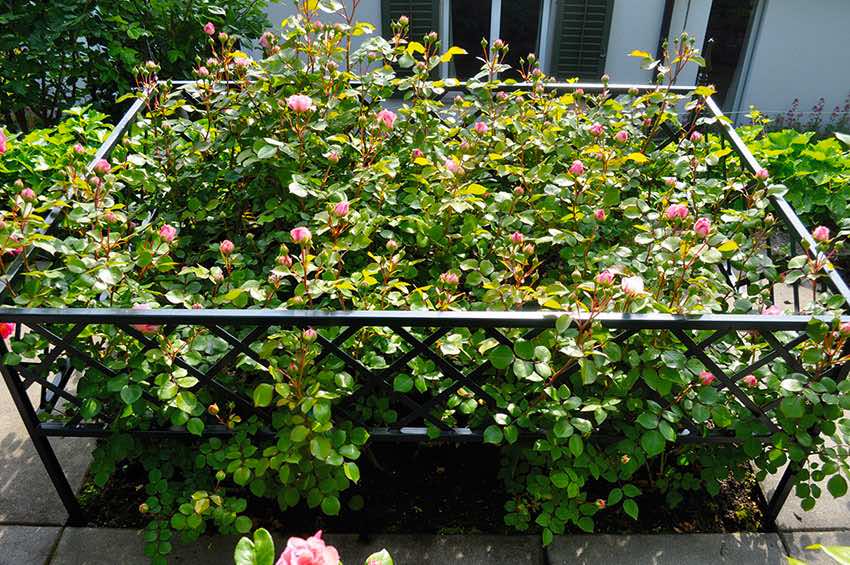 classic-garden-elements-z-rich-beeteinfassung-metall-schwarz-100-cm image 7
