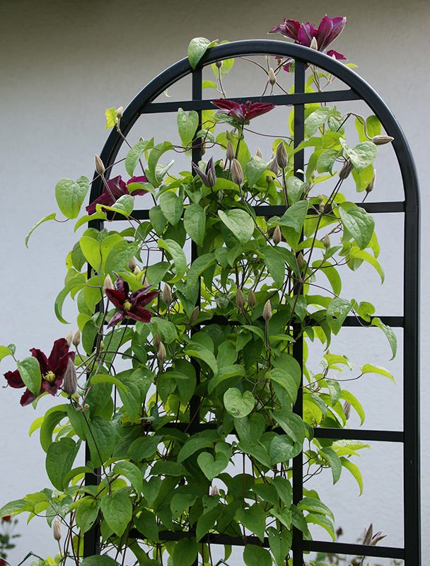 classic-garden-elements-burlington-rankhilfe-metall-schwarz image 3