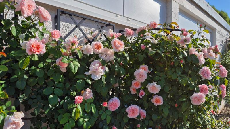 classic-garden-elements-exedra-wandgitter-halbrund-schwarz image 7