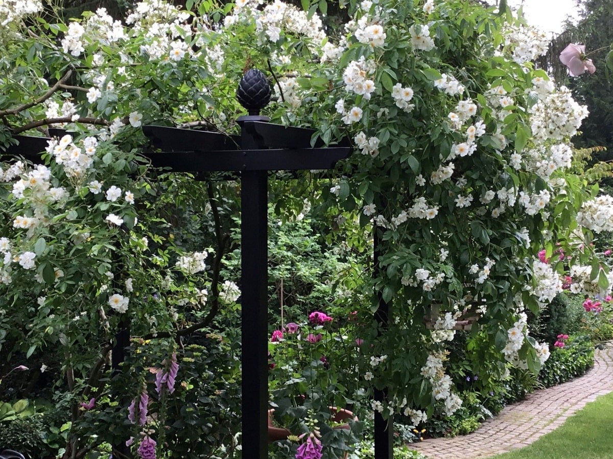 classic-garden-elements-piemont-pergola-stahl-schwarz-600-cm image 2