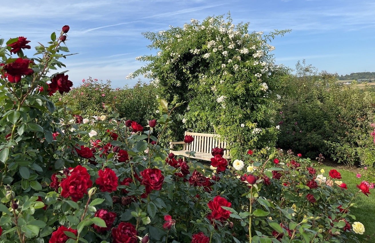 classic-garden-elements-villandry-rosenlaube-metall-280-cm-schwarz image 8