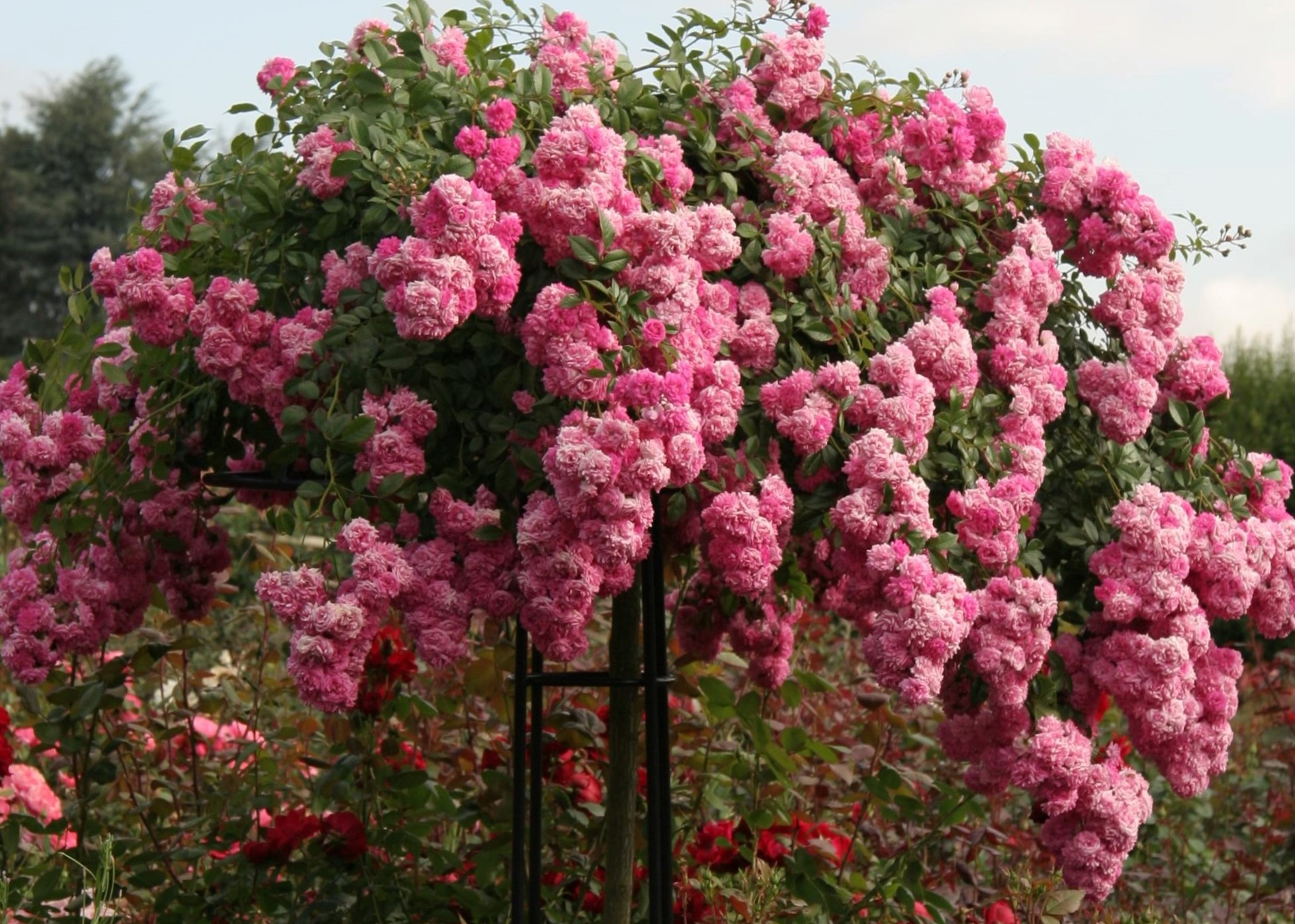 classic-garden-elements-giverny-rosenschirm-schwarz-geschlossen image 4