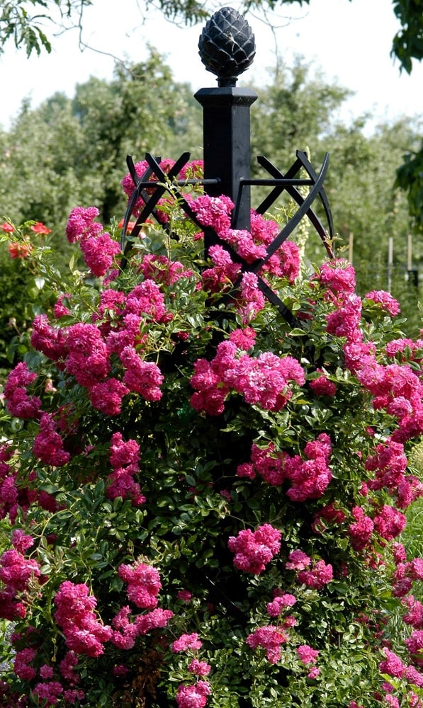 classic-garden-elements-charleston-rosens-ule-schwarz-230cm image 4