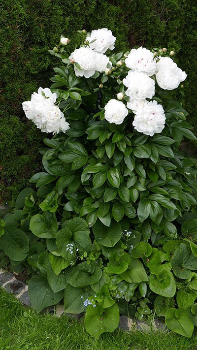 classic-garden-elements-rudolf-geschwind-rosenst-tze-staudenhalter-schwarz image 8