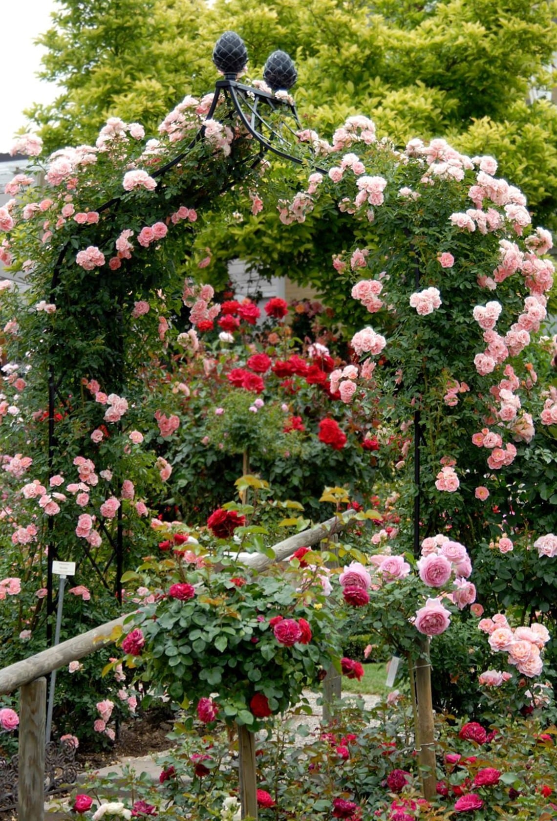 classic-garden-elements-kiftsgate-rosenbogen-metall-schwarz image 5