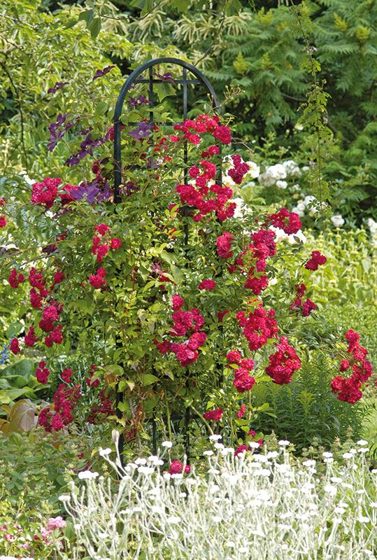 classic-garden-elements-burlington-rankhilfe-metall-schwarz image 6