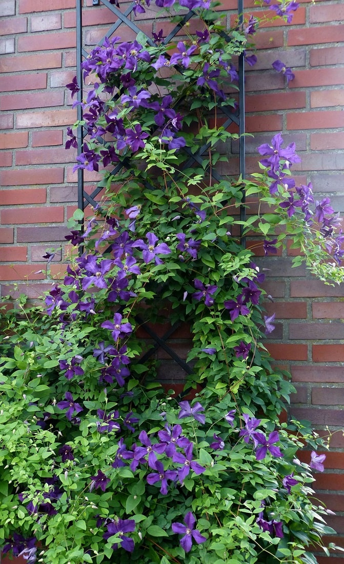 classic-garden-elements-klassisches-rosen-rankgitter-metall-180-cm-2er image 3