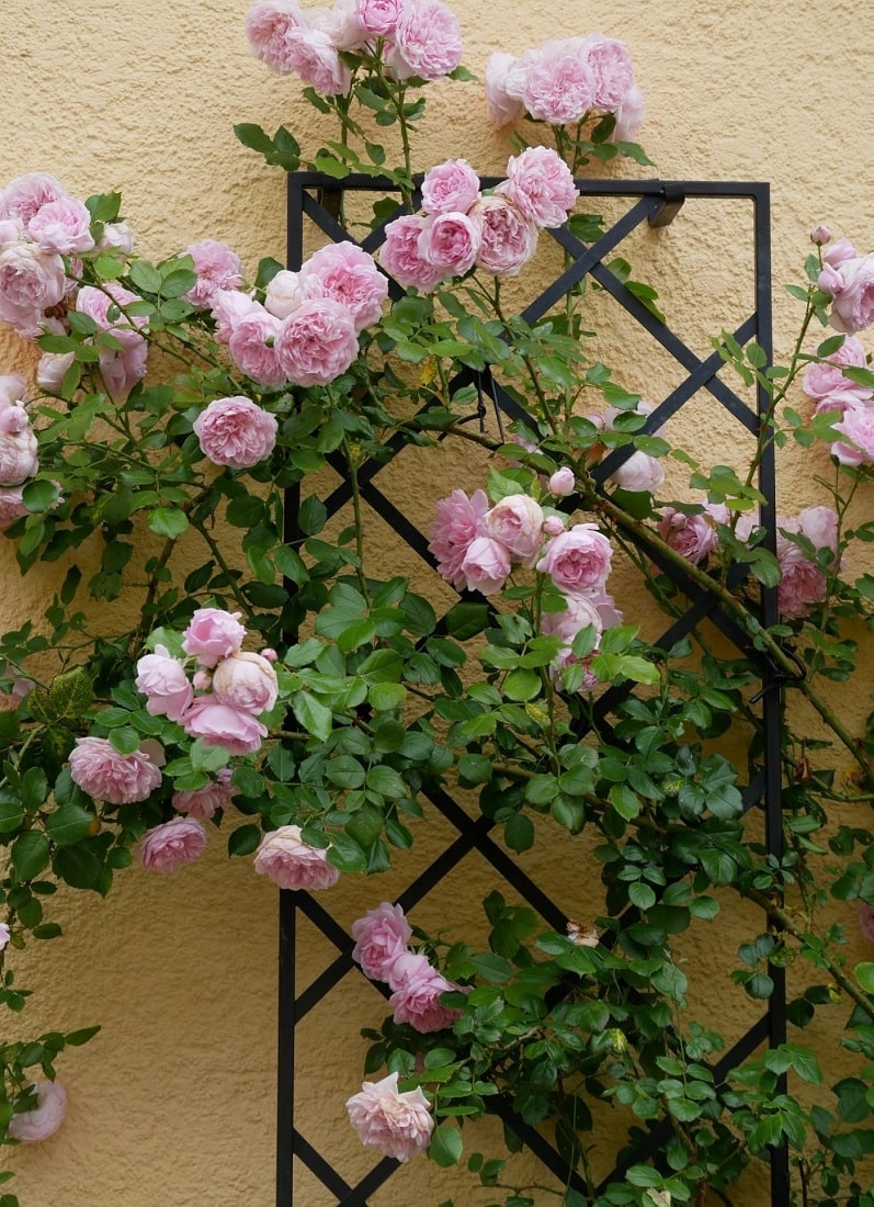 classic-garden-elements-klassisches-rosen-rankgitter-metall-180-cm-2er image 2