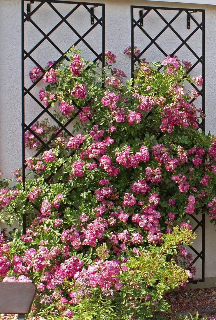 classic-garden-elements-klassisches-rosen-rankgitter-metall-180-cm-2er image 8