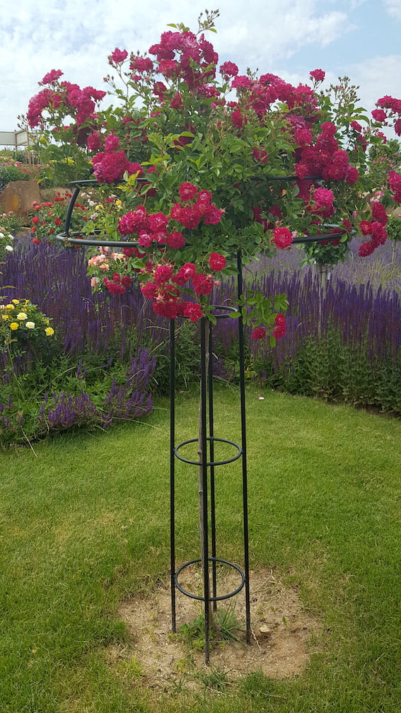classic-garden-elements-giverny-rosenschirm-schwarz-geschlossen image 7
