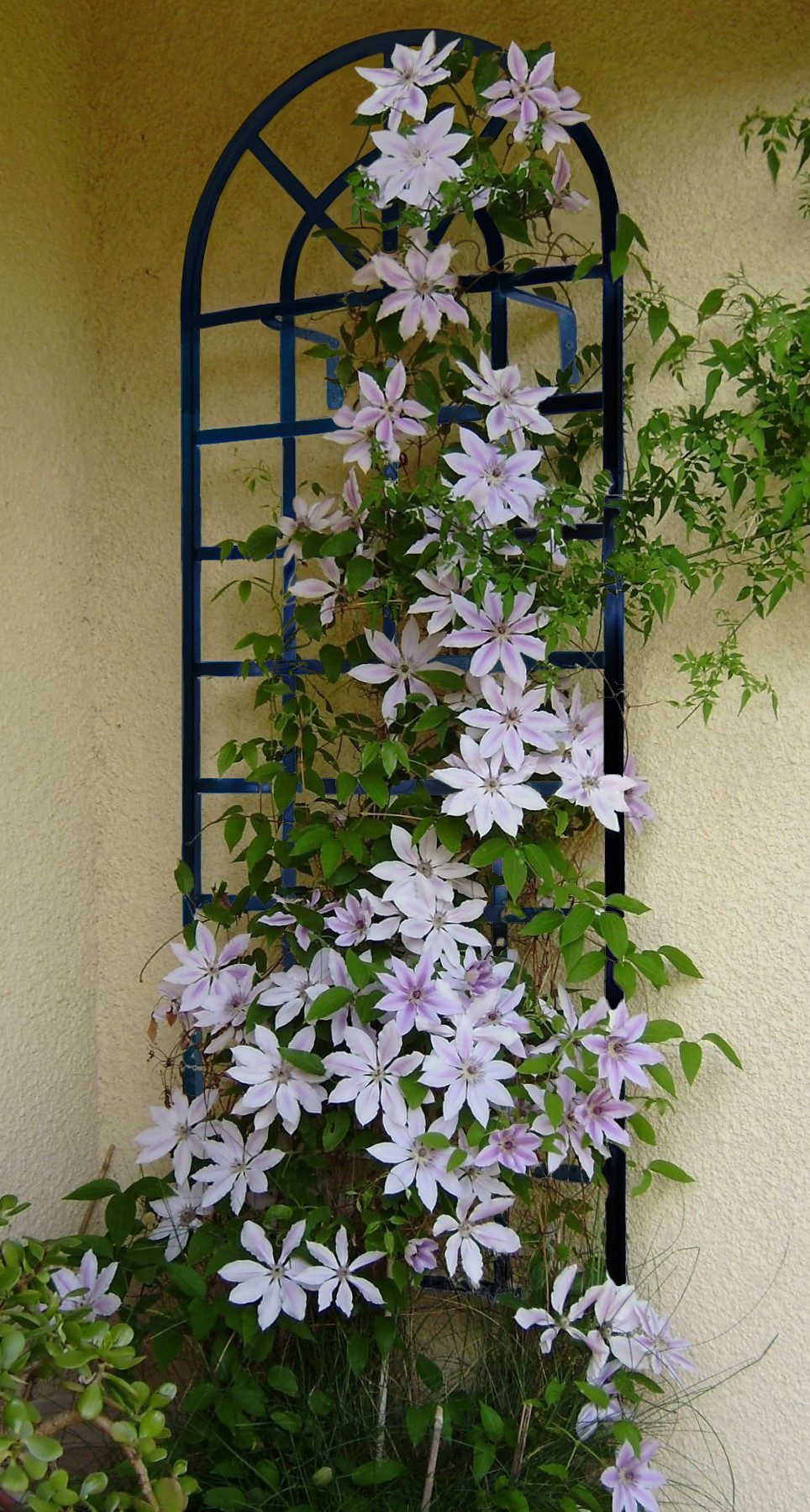 classic-garden-elements-clematis-spalier-wand-rankgitter-173cm-schwarz image 6