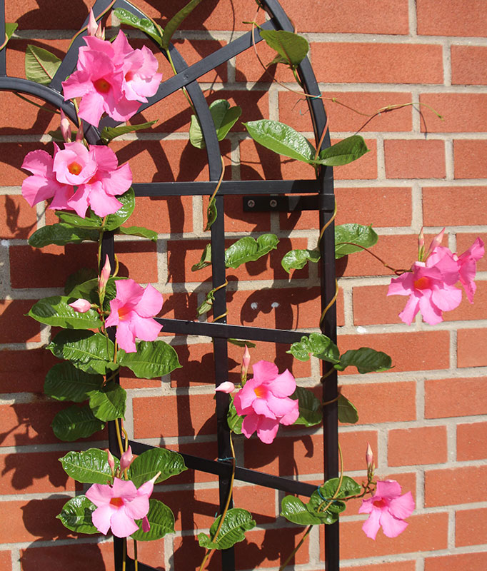 classic-garden-elements-trompe-l-il-rankgitter-wand-schwarz image 3