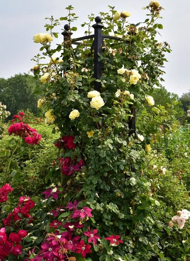 classic-garden-elements-eltville-rankobelisk-schwarz-250-cm image 1