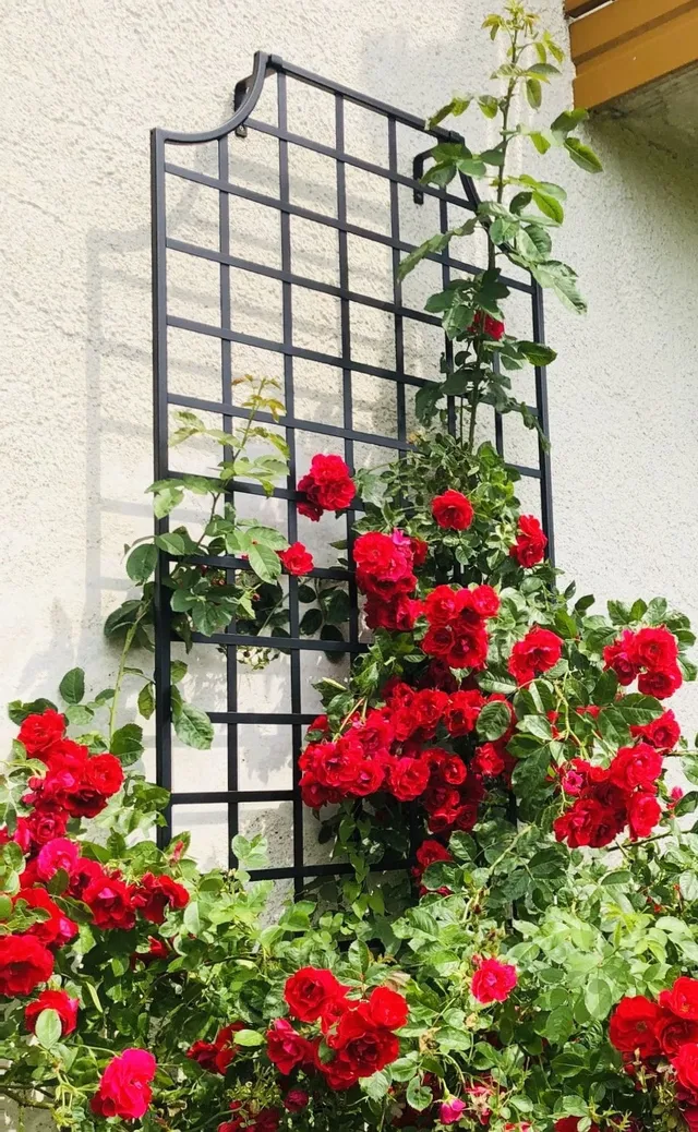 classic-garden-elements-wollaton-wandspalier-metall-100x200 image 1