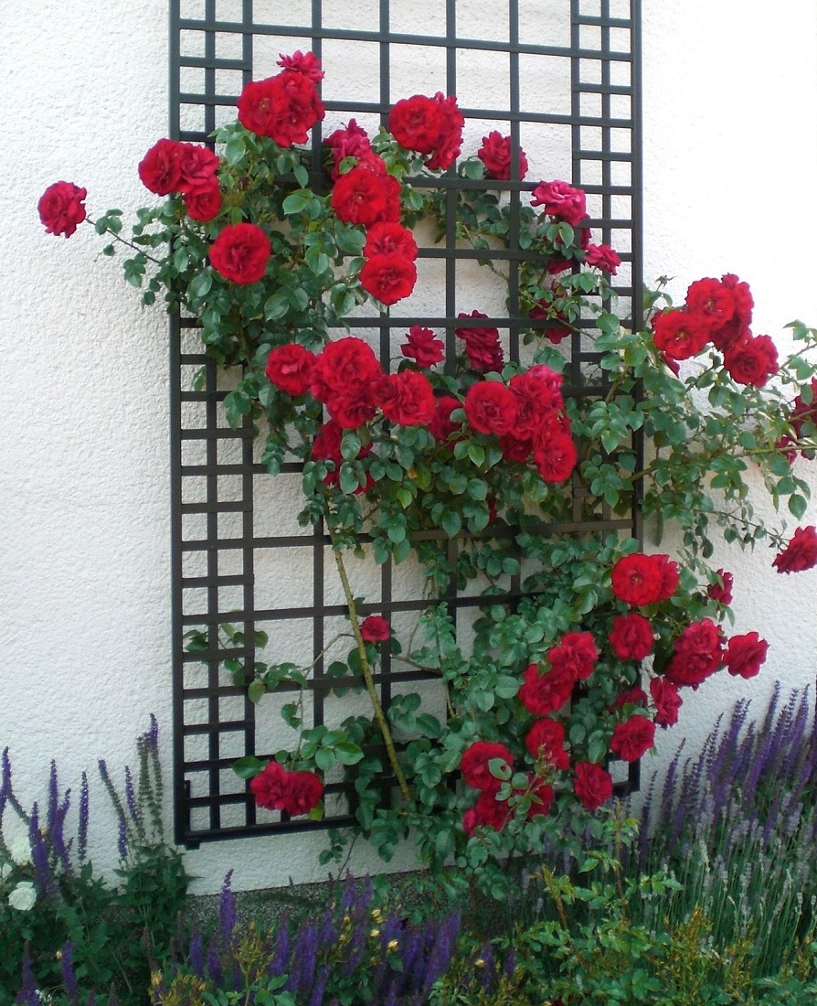 classic-garden-elements-wandspalier-metall-200x100-schwarz image 7