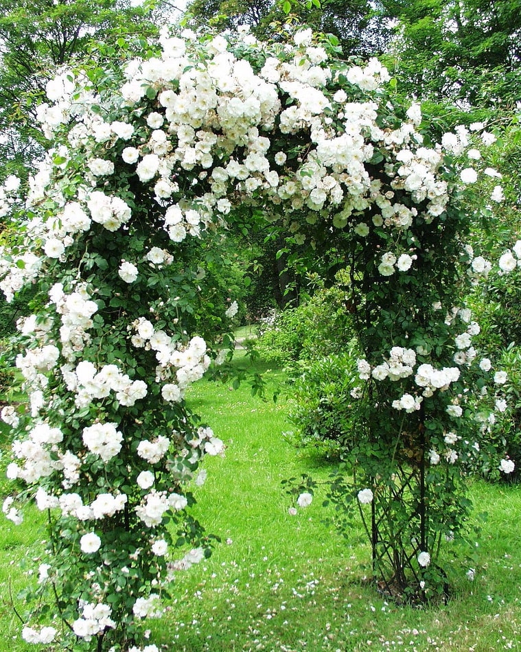 classic-garden-elements-bagatelle-rosenbogen-metall-rund-50-cm-tief image 7