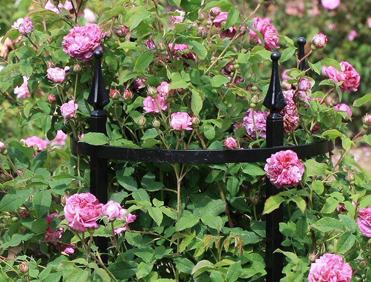 classic-garden-elements-rudolf-geschwind-rosenst-tze-staudenhalter-schwarz image 2