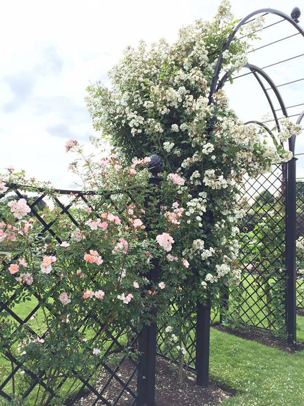 classic-garden-elements-hochzeitsbogen-zaunanlage-metall-368-cm image 3