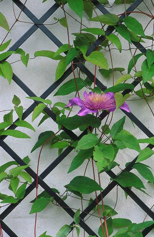 classic-garden-elements-rankgitter-wei-metall-duo-180-cm image 7