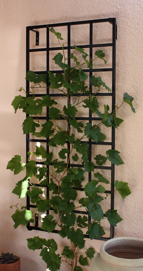 classic-garden-elements-bauhaus-kleines-rankgitter-metall-schwarz-155x70 image 6