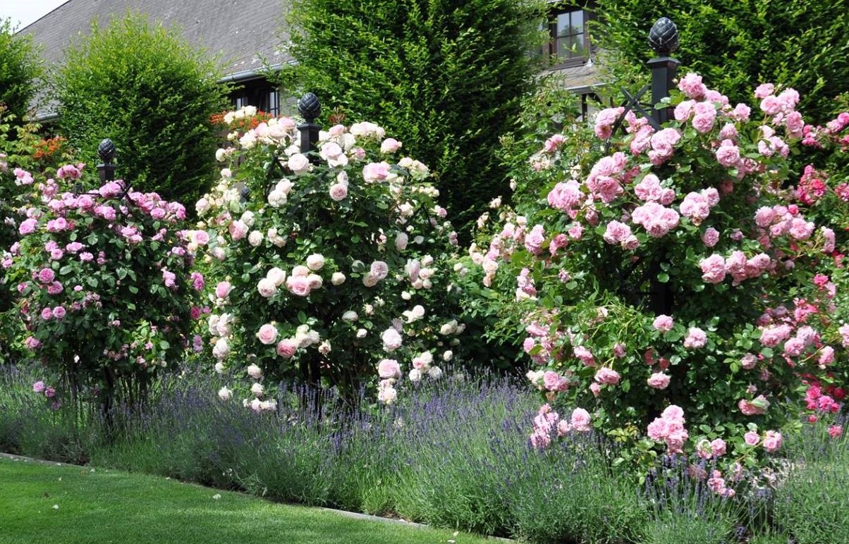classic-garden-elements-charleston-rosens-ule-schwarz-230cm image 6