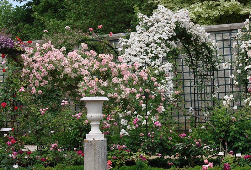 classic-garden-elements-bauhaus-rankgitter-metall-schwarz image 7