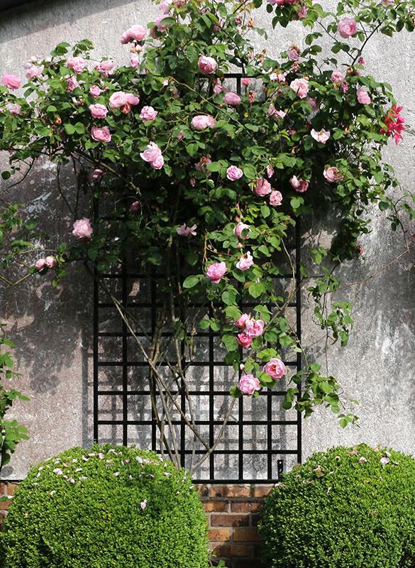 classic-garden-elements-bauhaus-rankgitter-metall-schwarz image 5