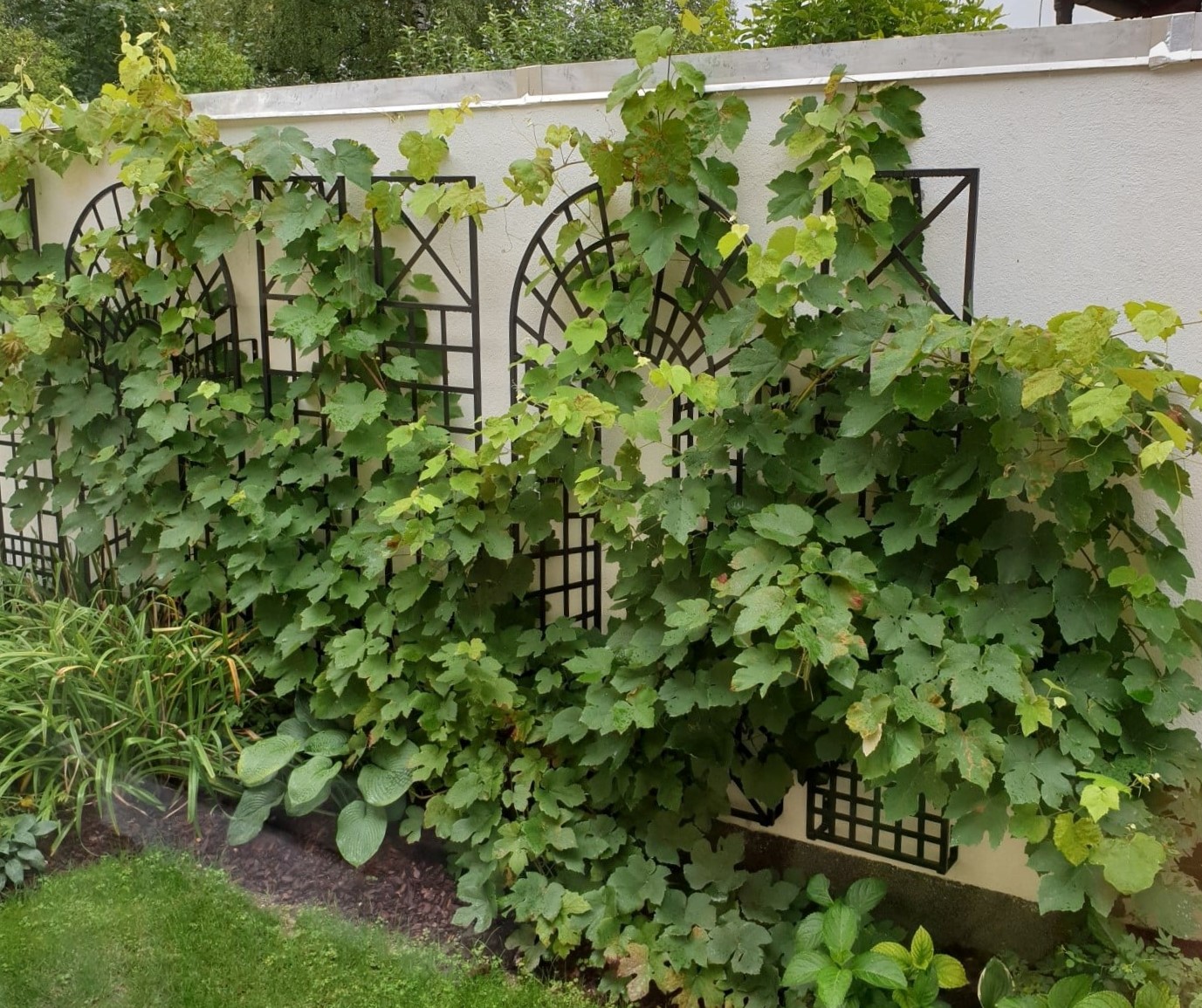 classic-garden-elements-croome-treillage-rankgitter-schwarz-3-teilig image 8
