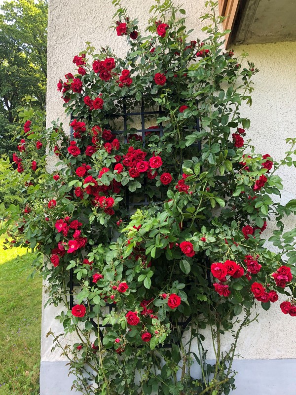 classic-garden-elements-wollaton-wandspalier-metall-100x200 image 7